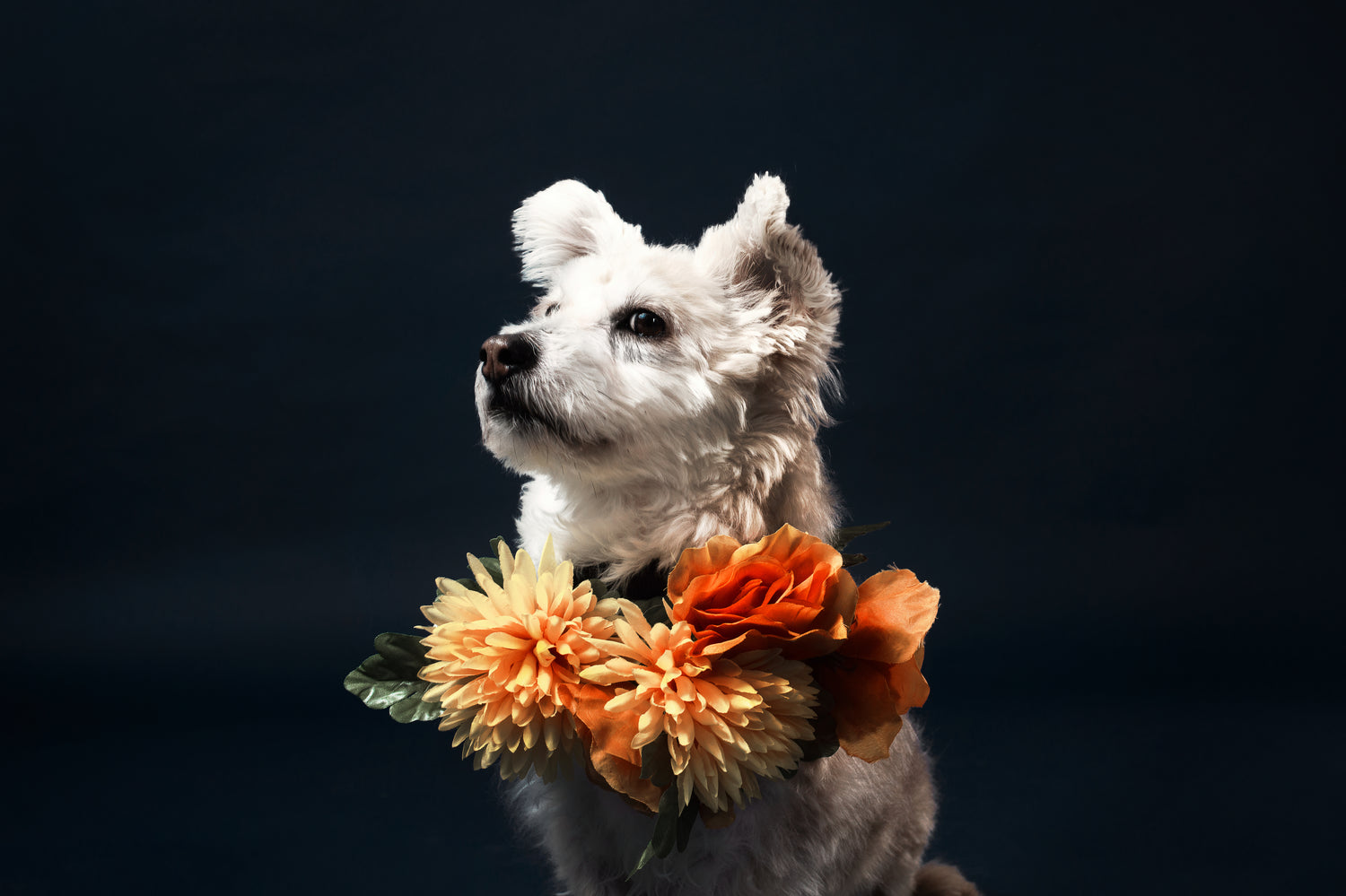 a-white-little-dog-in-a-flowery-scarf