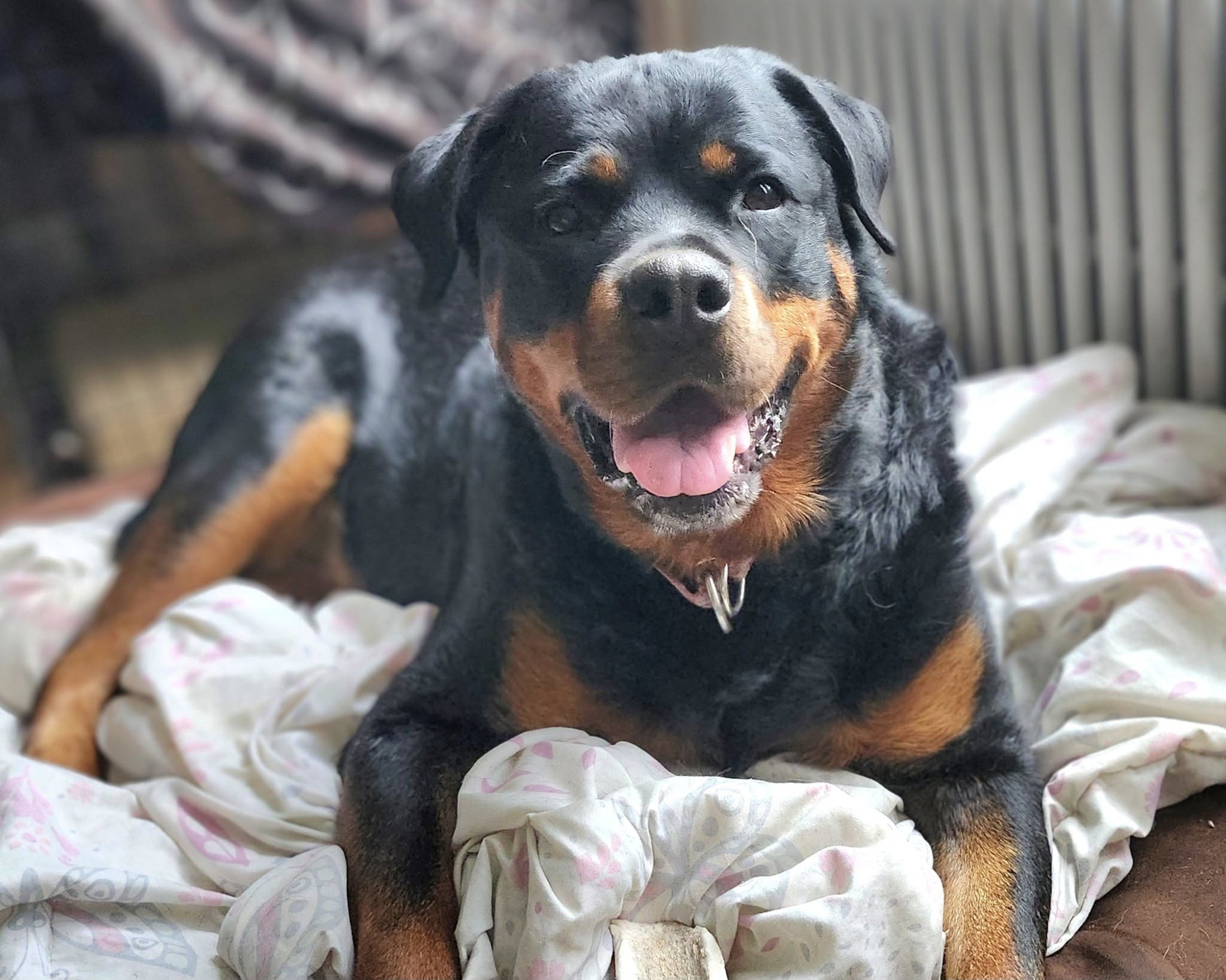 Rottweiler sitting on his blanket - best dog treats