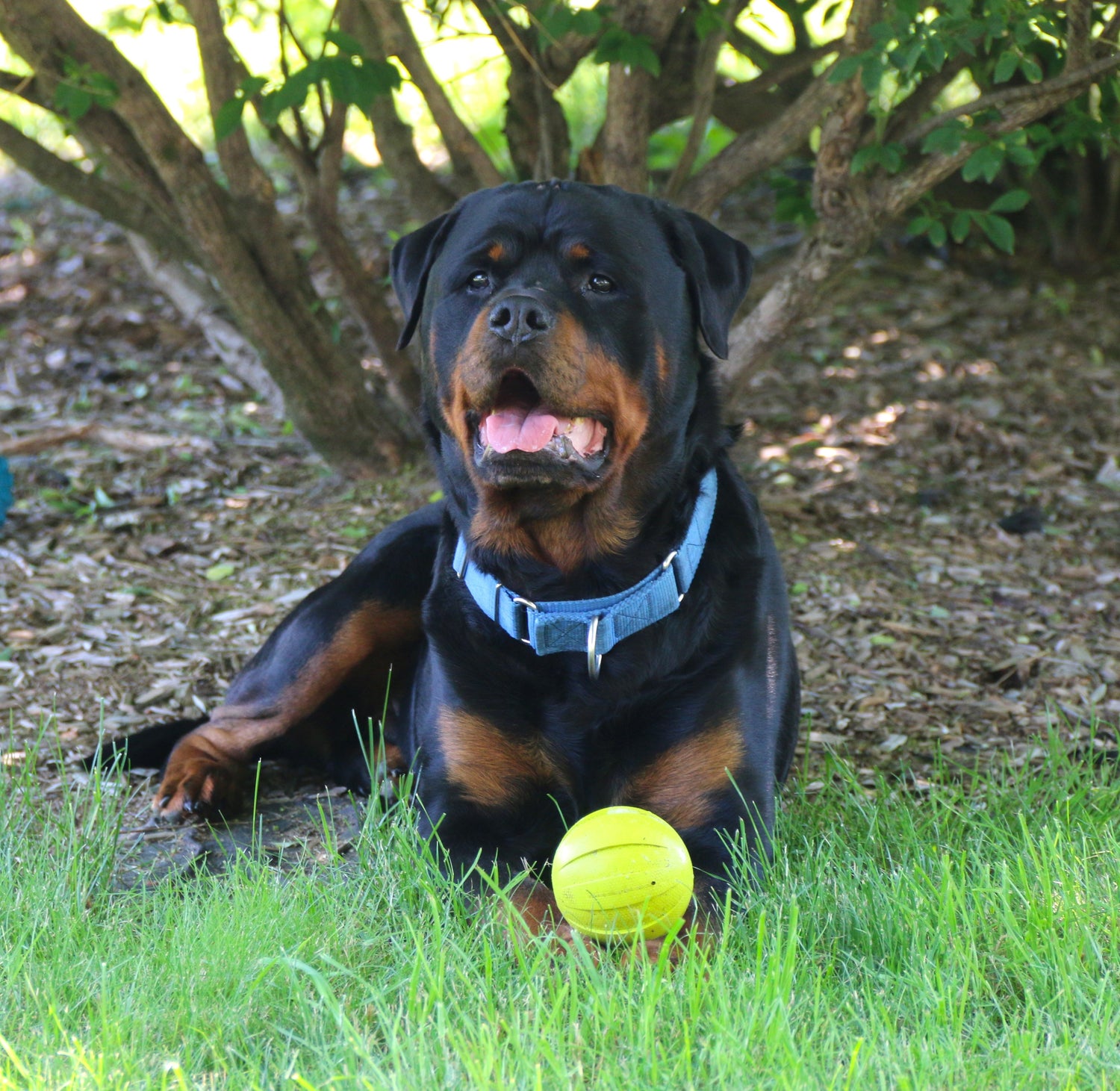 Rottwiller in the grass with his ball - Crazy for Canines - Dog treats